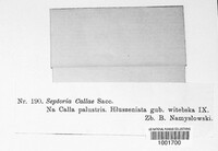 Septoria callae image